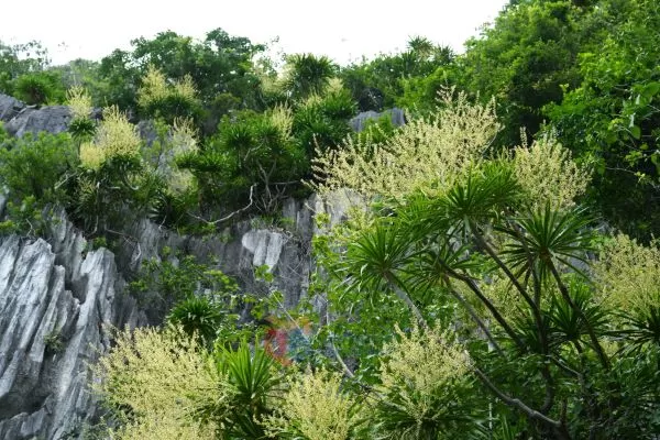 ハロン湾観光