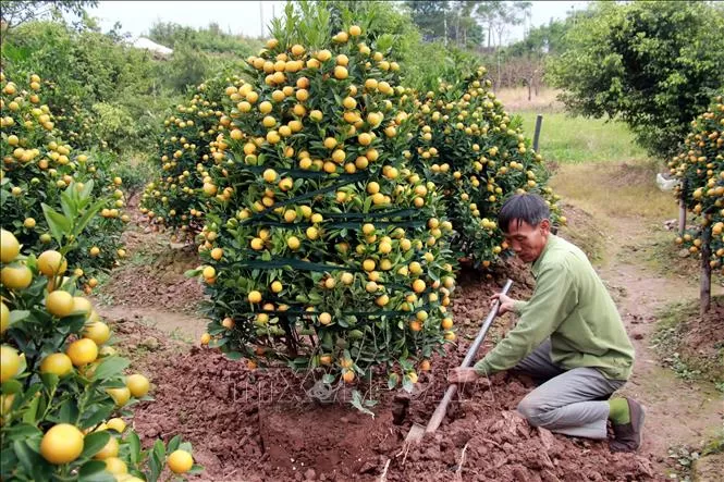 ベトナムお正月休み