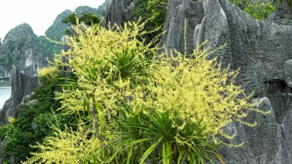 【ハノイ発】ハロン湾クルーズで出会う黄金の花｜世界遺産に咲く奇跡の絶景とベトナム旅行ガイド