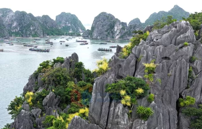 【ハノイ発】ハロン湾クルーズで出会う黄金の花｜世界遺産に咲く奇跡の絶景とベトナム旅行ガイド